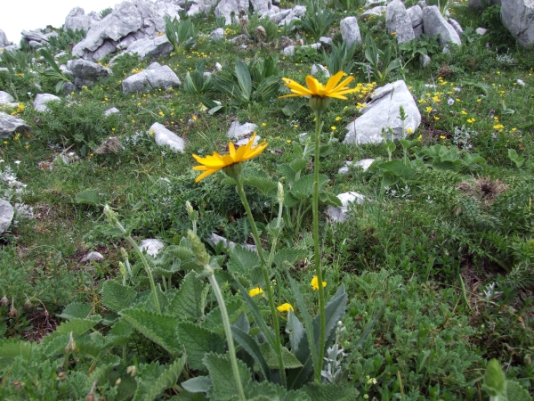 Fioriture in quota